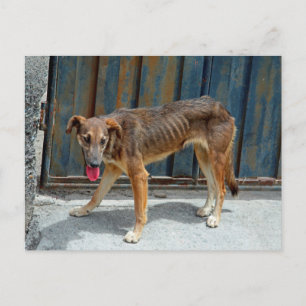 Carte Postale Chien errant