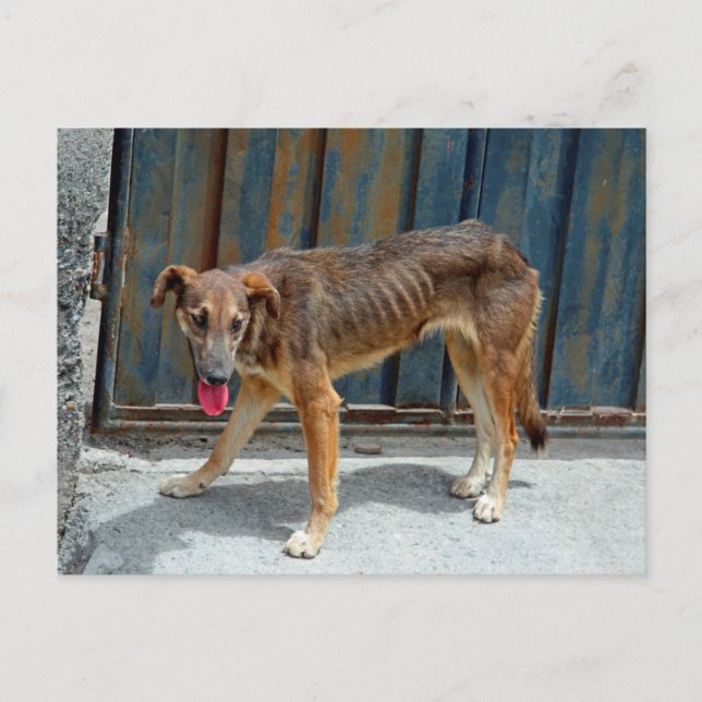 Carte Postale Chien errant (Devant)