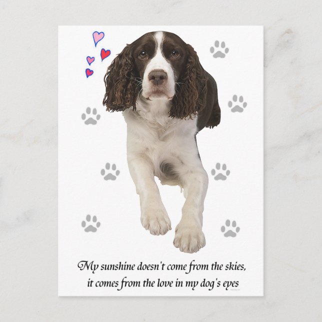 Carte Postale Chien espagnol Springer anglais (Devant)
