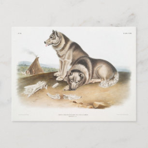Carte Postale Chien Esquimaux (Canis familiaris) d'Amérique du N