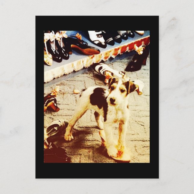 Carte Postale Chien et chaussures (Devant)