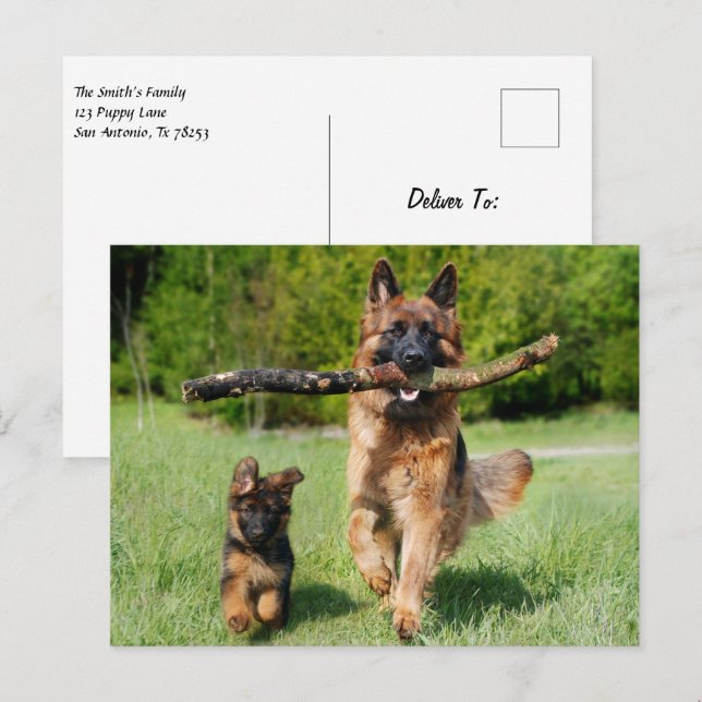 Carte Postale Chien et chiot allemands gonflés (Devant / Derrière)