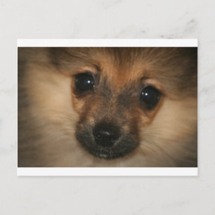 Carte Postale Chien fantôme
