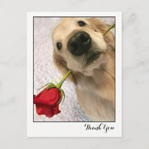 Carte Postale Chien Golden Retriever avec Merci Rose rouge