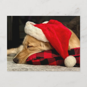Carte Postale Chien Golden Retriever Mignon Endormi Noël
