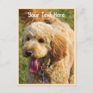 Carte Postale Chien Goldendoodle personnalisé