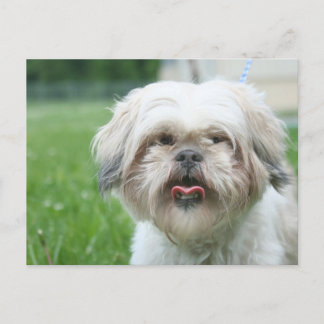 Carte Postale Chien grossier