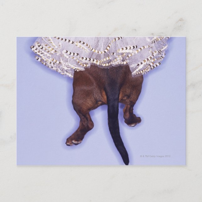 Carte Postale Chien habillé (Devant)
