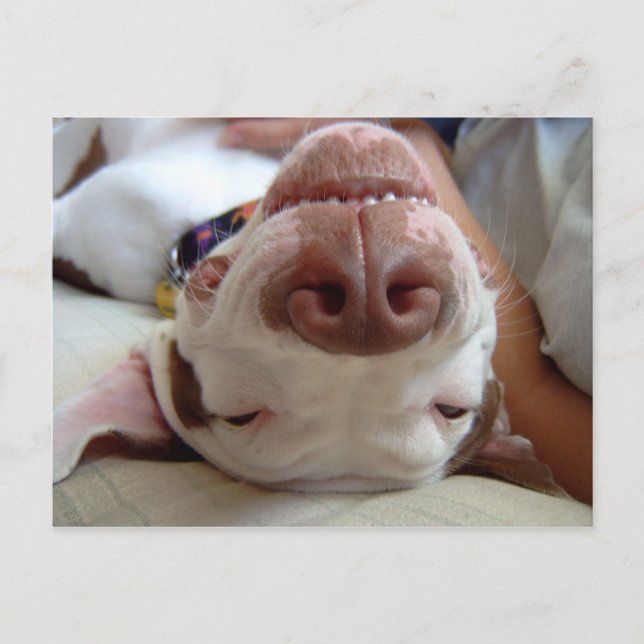 Carte Postale Chien heureux (Devant)