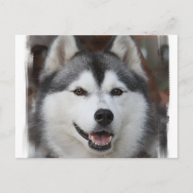 Carte postale Chien Husky (Devant)