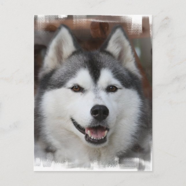 Carte postale Chien Husky (Devant)