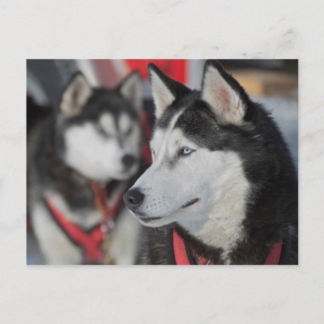 Carte Postale Chien husky avant une course, Canada (Devant)