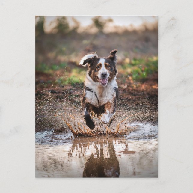 Carte Postale Chien IA (Devant)