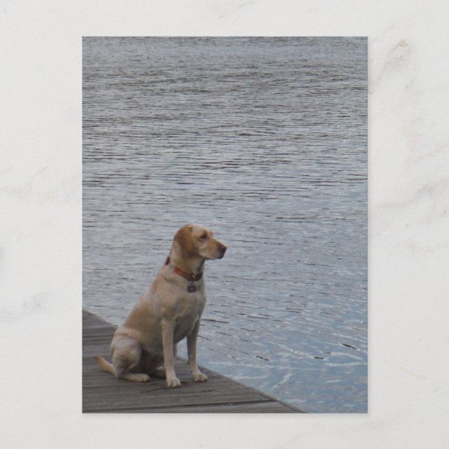 Carte Postale Chien jaune sur quai (Devant)
