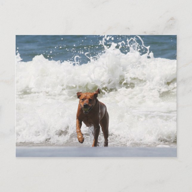 Carte Postale Chien - Je Viens... (Devant)