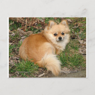 Carte Postale Chien Kleinspitz allemand