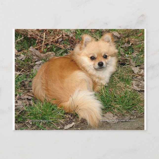 Carte Postale Chien Kleinspitz allemand (Devant)