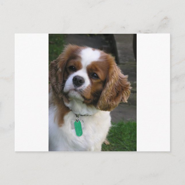 Carte Postale Chien Le Plus Coupé Du Monde (Devant)