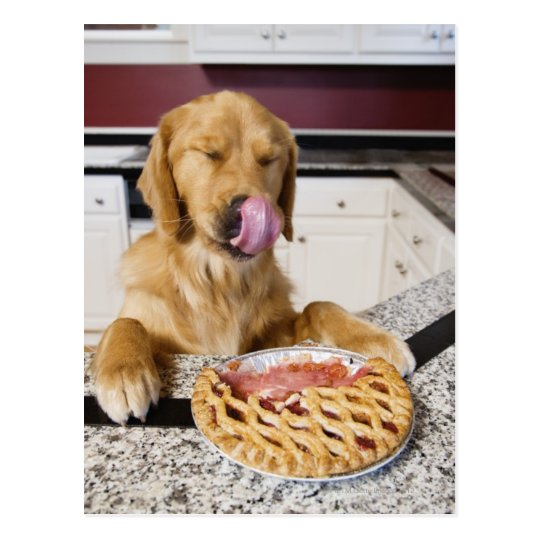 Carte Postale Chien Lechant Le Nez Apres Avoir Mange La Tarte Zazzle Fr