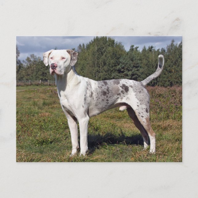 Carte Postale chien léopard catahoula louisiana (Devant)