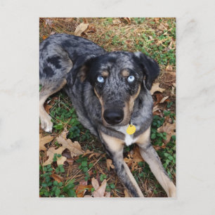 Carte Postale Chien léopard de Catahoula allongé