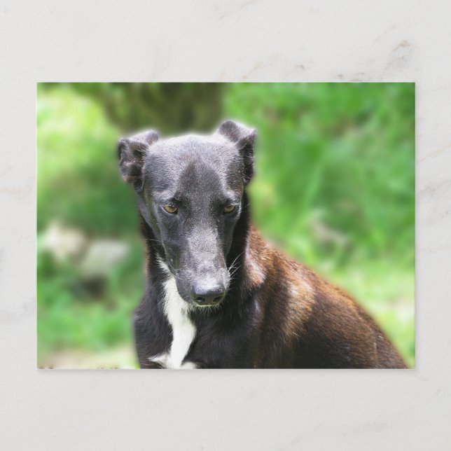 Carte Postale Chien Lévrier Gris et Blanc (Devant)