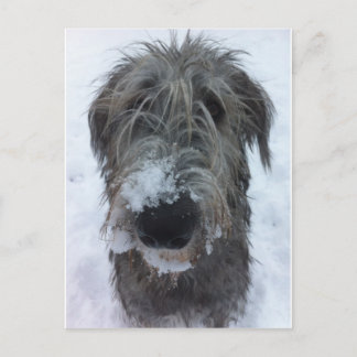 Carte Postale chien-loup irlandais jouant dans la neige