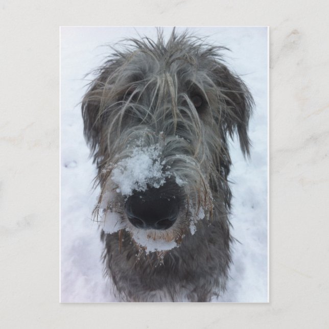 Carte Postale chien-loup irlandais jouant dans la neige (Devant)