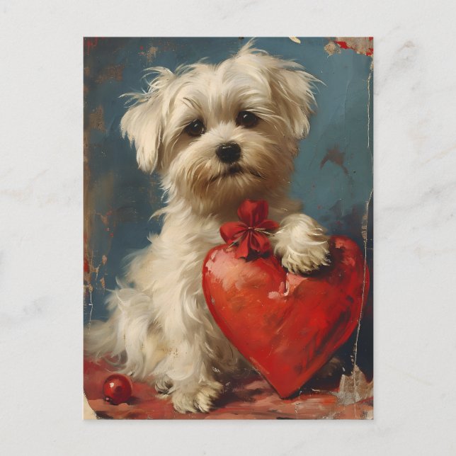 Carte Postale Chien maltais Vintage Saint Valentin (Devant)