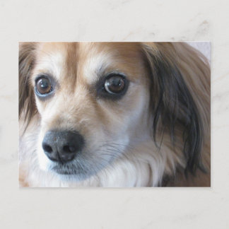 Carte Postale chien mignon