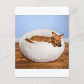 Carte Postale Chien mignon