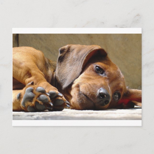 Carte Postale Chien mignon (Devant)