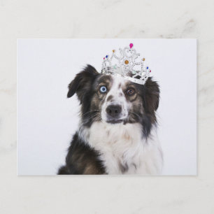 Carte Postale Chien mignon avec couronne