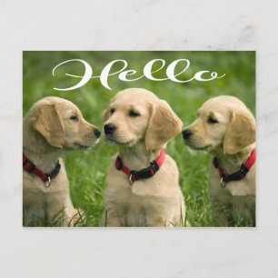 Carte Postale Chien Mignon Chien Amour Golden Retriever Bonjour