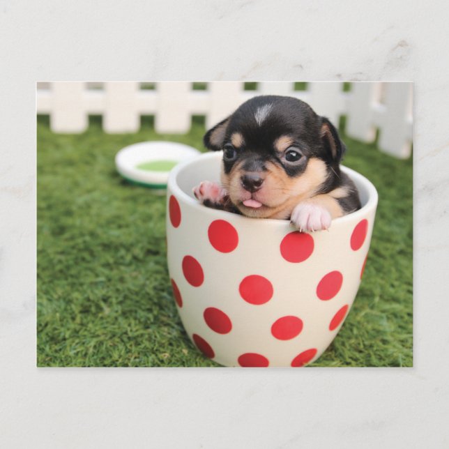 Carte Postale Chien mignon dans la tasse (Devant)