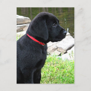 Carte Postale Chien mignon de marionnette du Black Lab - Chien d
