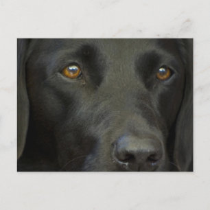 Carte Postale Chien noir du Labrador