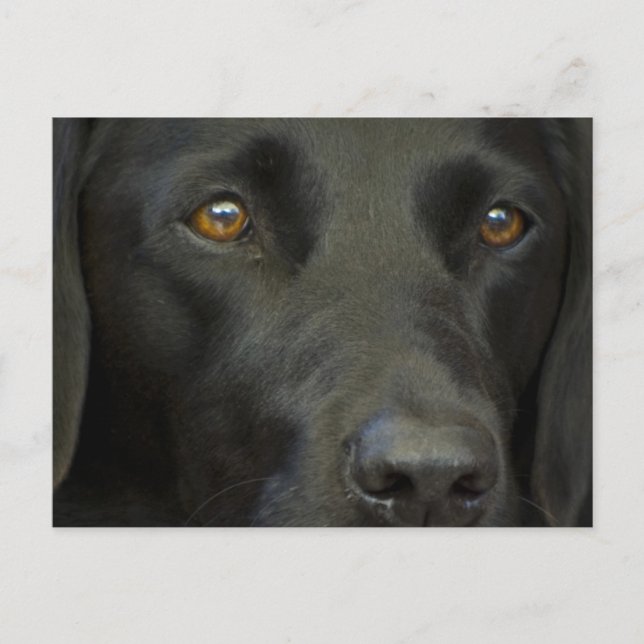 Carte Postale Chien noir du Labrador (Devant)