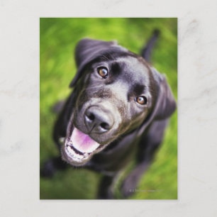 Carte Postale Chien noir labrador regardant vers le haut, gros p