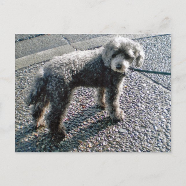 Carte Postale Chien nommé Louis Postcard (Devant)