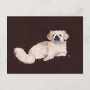 Carte Postale Chien pekingese blanc