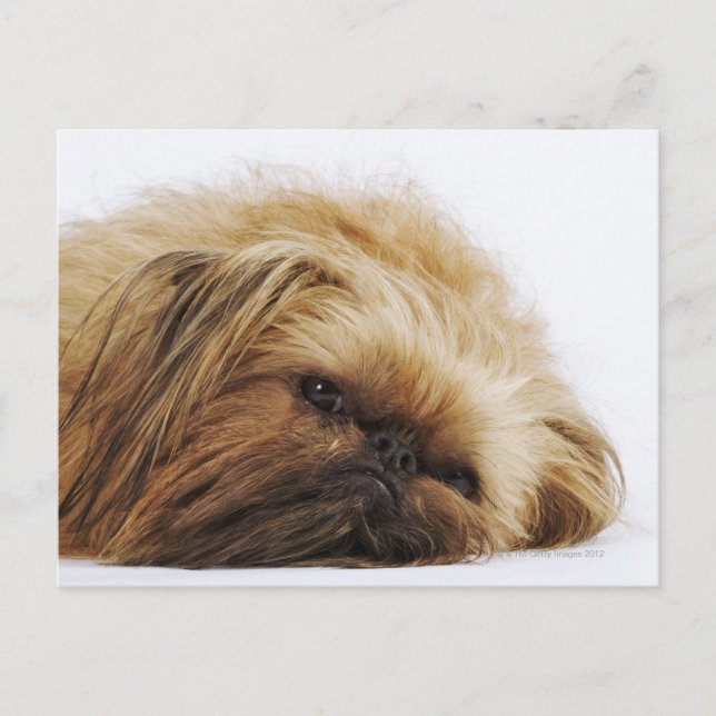 Carte Postale Chien pekingese, gros plan (Devant)