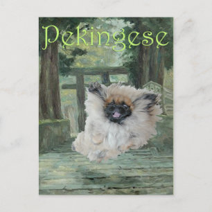 Carte Postale Chien Pékinois Porte Orientale
