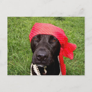 Carte Postale Chien pirate, laboratoire noir, mouchoir rouge her