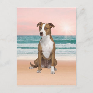 Carte Postale Chien Pitbull mignon assis sur la plage avec couch