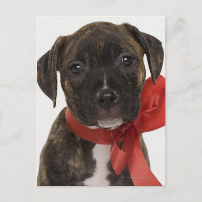 Carte Postale Chien Pitbull portant un ruban rouge (Devant)