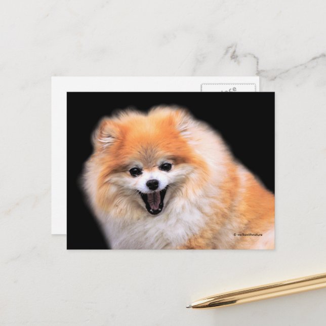 Carte Postale Chien Pomeranian Rieur Mignon (Devant/Arrière en situation)