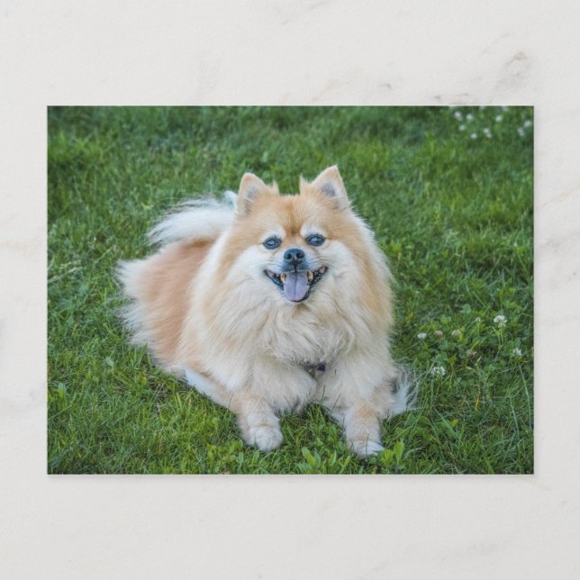 Carte Postale Chien Pomeranian Sable Crème (Devant)