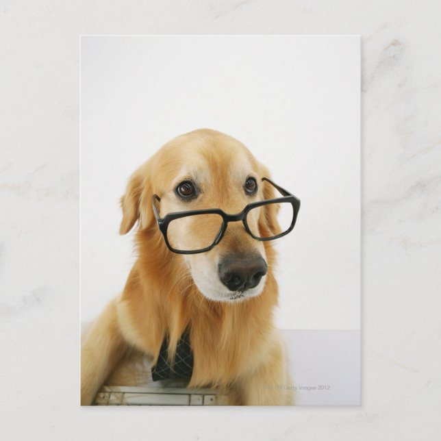 Carte Postale Chien portant cravate et lunettes assis sur sa cha (Devant)