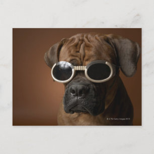 Carte Postale Chien portant des lunettes de soleil